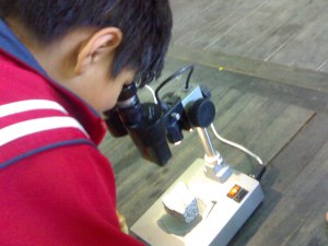 Observando en el microscopio